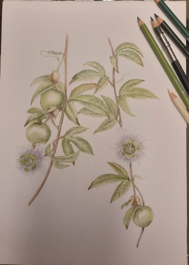 Meu hobby: ilustração botânica (foto Roberto Jr. Monteiro)