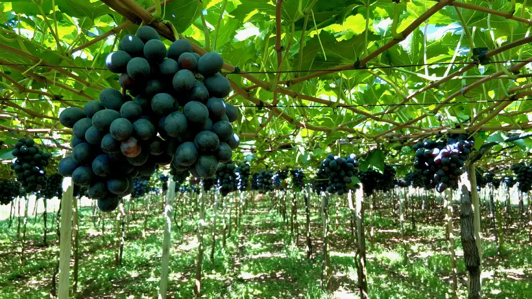 Parreiral carregado em Porto São José