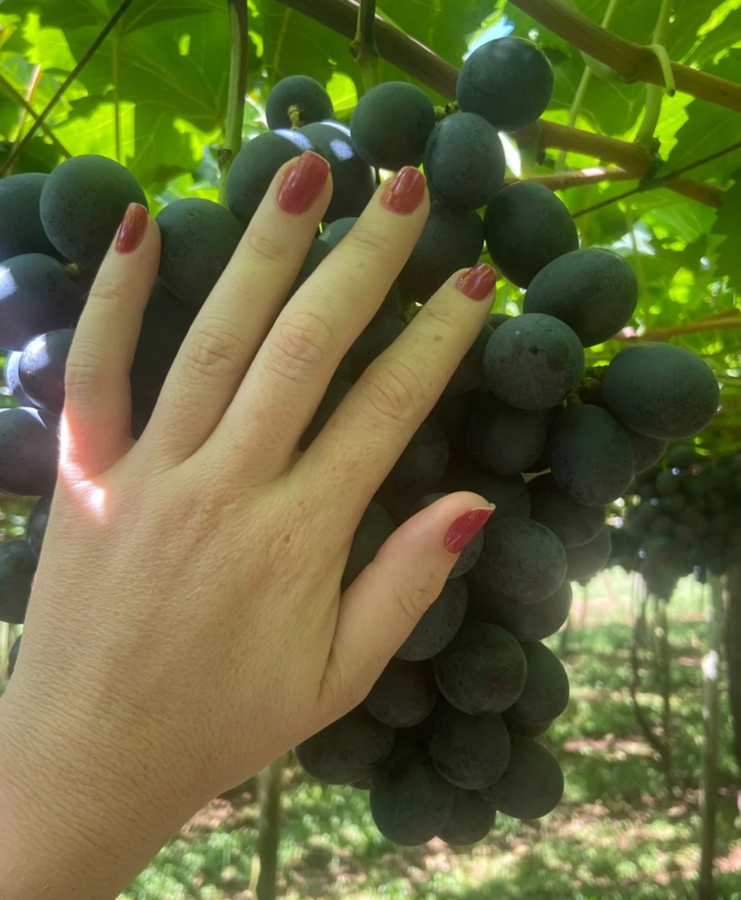 Cacho de uvas em Porto São José maior que uma mão.