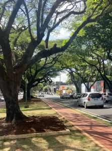 Ruas arborizadas em Maringá