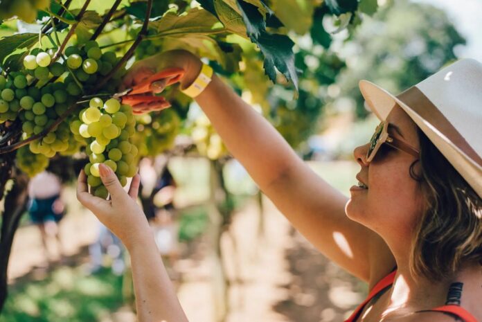 Vindima Goés (foto MKT)