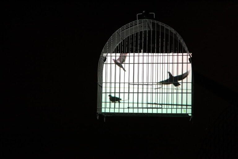 CAIXA Cultural Curitiba recebe exposição inédita de Eder Santos