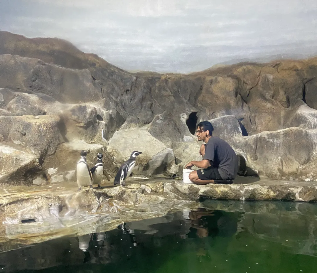 Pinguins no aquário de Paranaguá