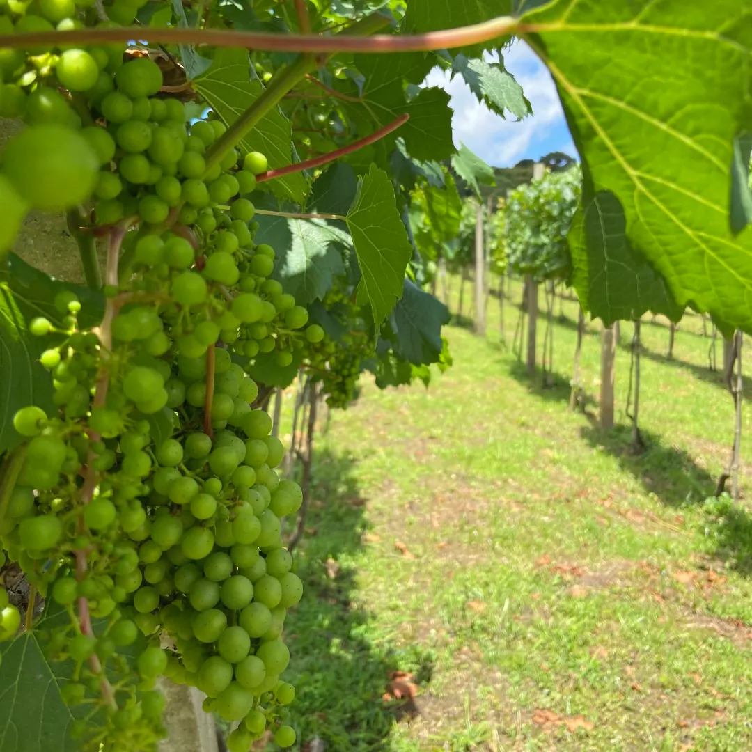 Vinícolas em Colombo. Foto: Elaine Nunes