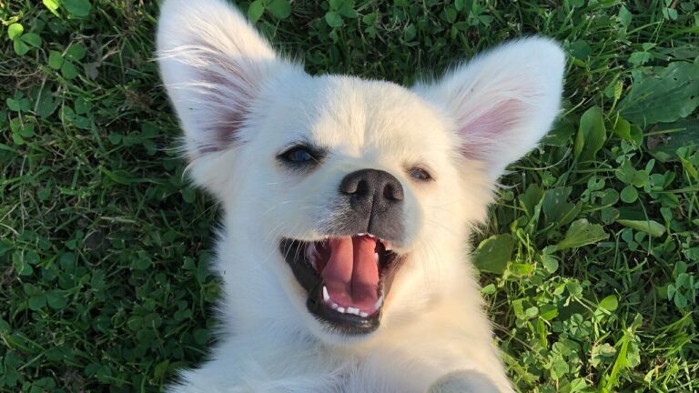 Programa gratuito em Curitiba: manhã ao ar livre com pets no Cabral