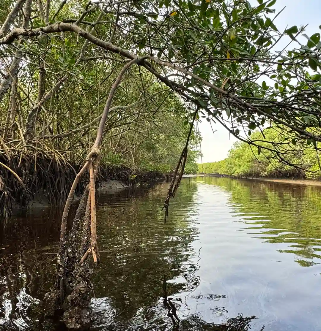 Canal que passa pelo mangue, em Pontal do Paraná.