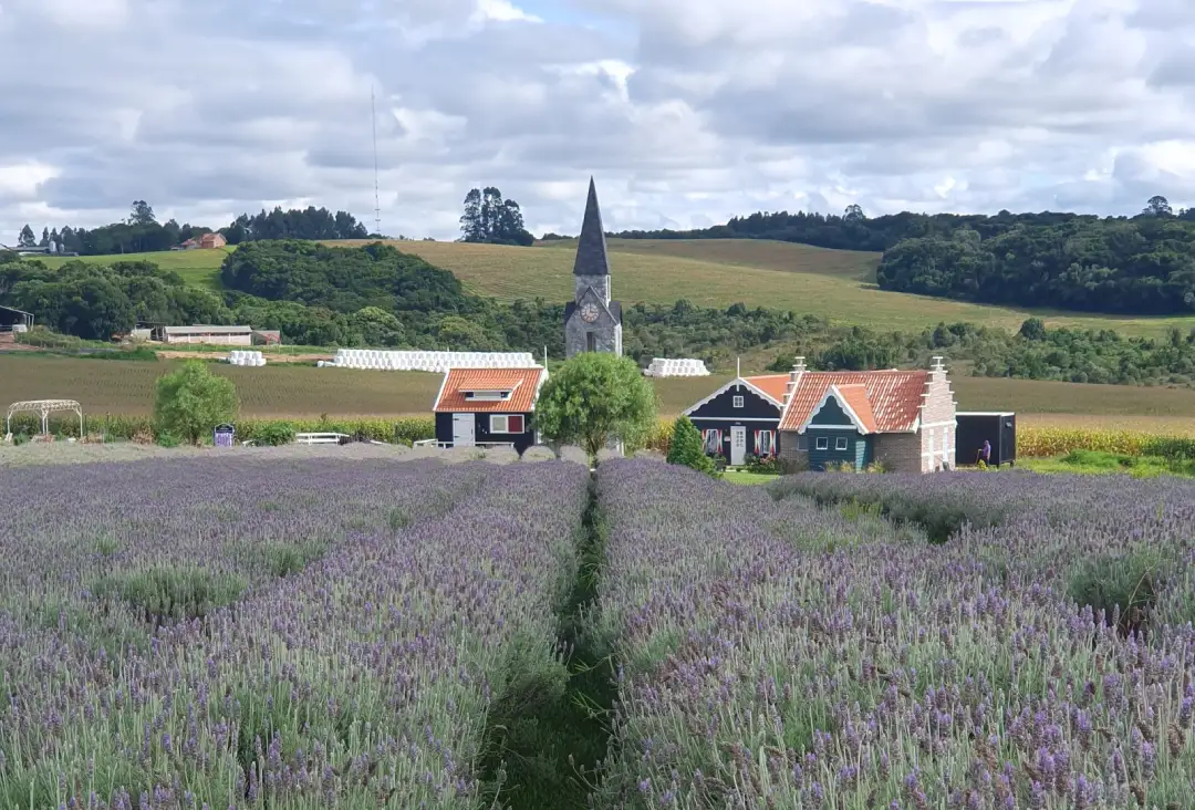 Campos de Lavanda em Carambeí 