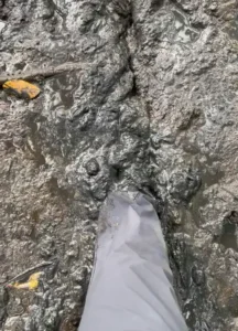 Afundando os pés na lama do mangue