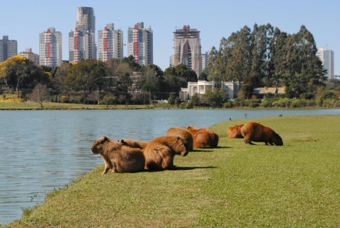 Agenda de shows - Parque Barigui em Curitiba (foto Marcelo Harassen)